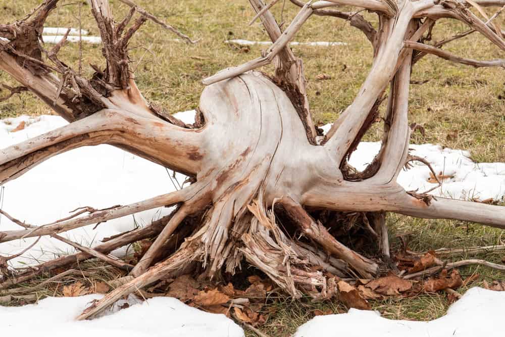 Mulched base of a North Texas tree in winter, protecting the root zone from freeze-thaw temperature swings.