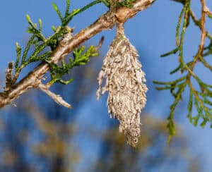 A close-up of a bagworm cocoon hanging from a branch.