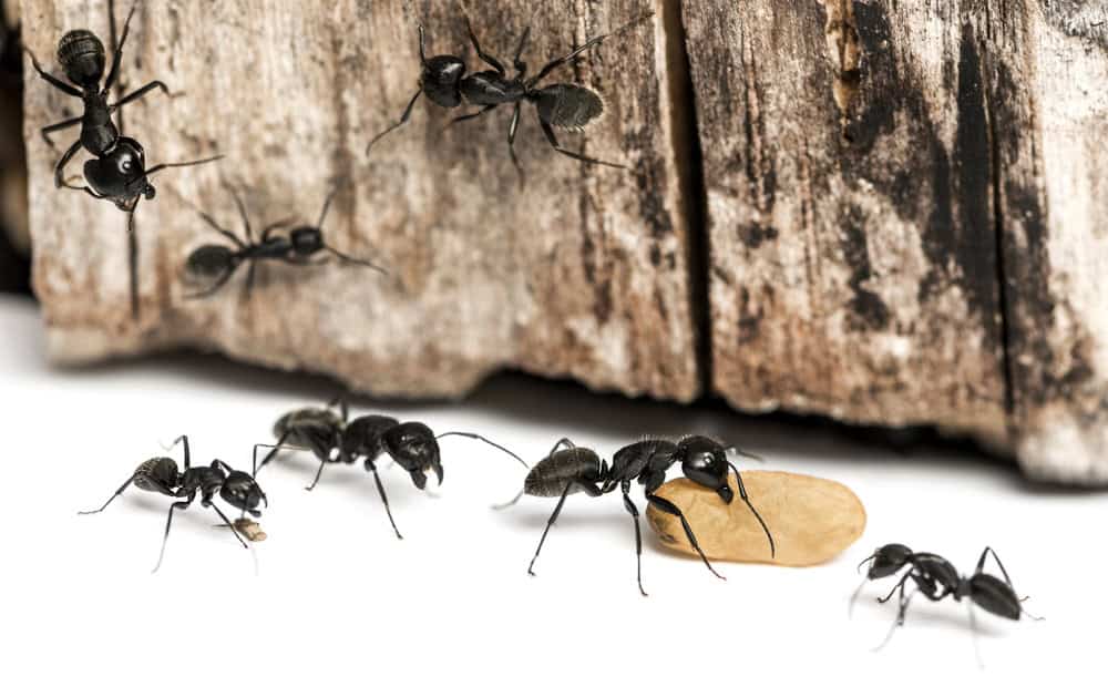 Several black ants, part of TX Pest Identification: Ants | Common Tarrant County, are crawling on a white surface near a piece of wood, with one ant pushing a brown seed-like object.