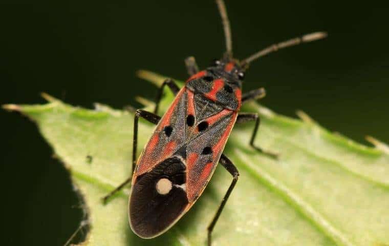 A red and black bug sitting on a leaf. Keywords: Chinch Bugs, Arlington-TX Property.