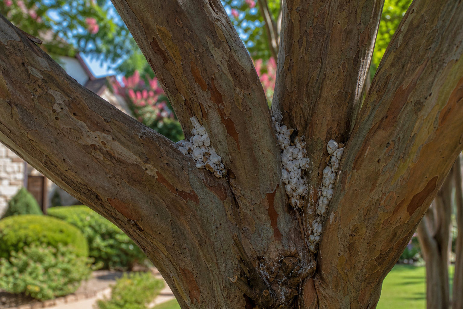 Crape Myrtle Bark Scale in North Texas: Identify and Treat It