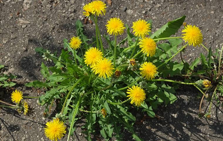         Importance, Pre-Emergent Weed Control, Arlington