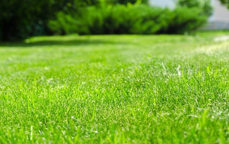 A close up of a green lawn with trees in the background.
