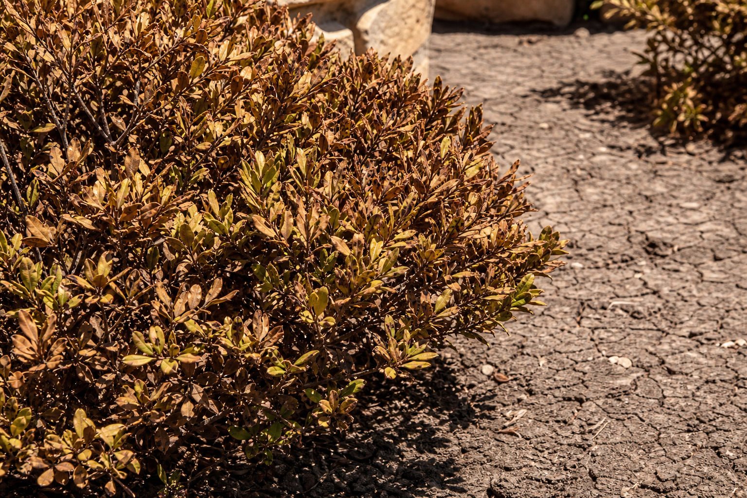 Heat Stress in Ornamental Shrubs: North Texas Summer Guide