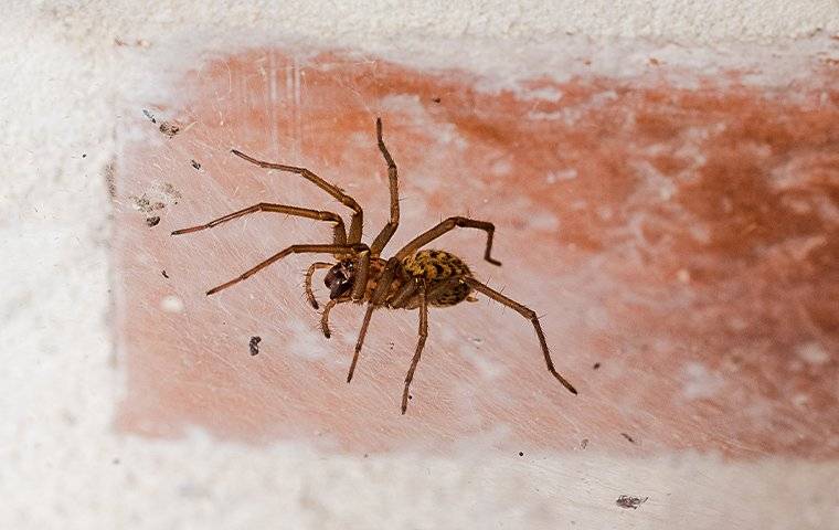 A common house spider on a brick exterior wall, one of the many spiders found around North Texas homes.