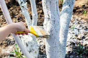 A person applies protective coating to tree trunks.