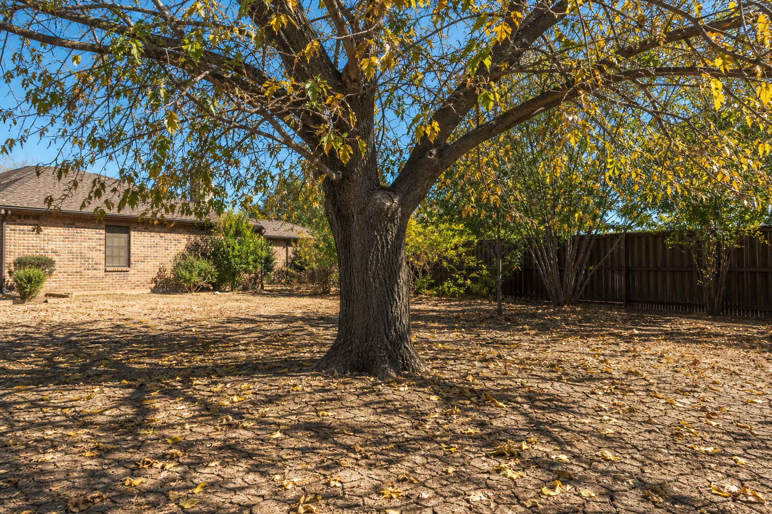 Trees Dropping Leaves in July in DFW: Causes and Next Steps