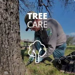 Tree Care