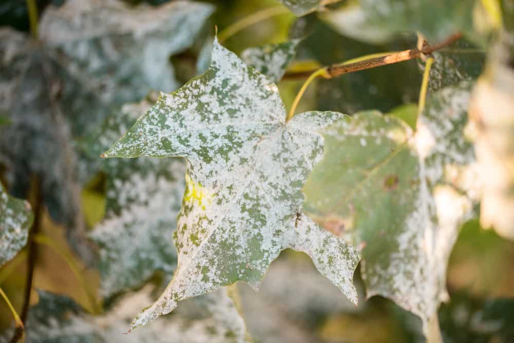 A tree branch with green leaves showing brown patches—signs often seen in common tree diseases in North Texas—set against a blurred background of trees and grass.