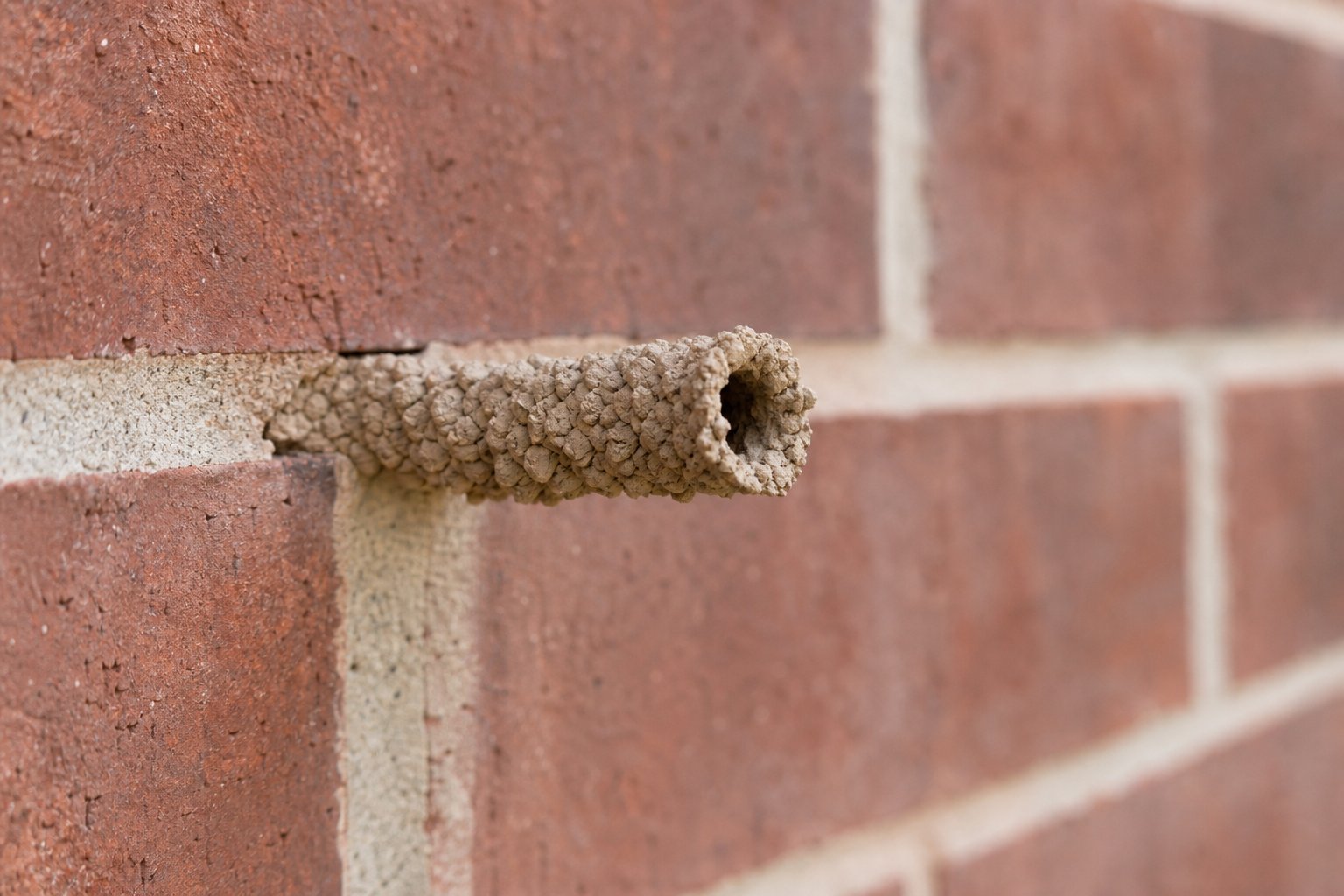 Tubular mud dauber nest on a red brick exterior wall, textured mortar lines visible, soft natural morning light, North Texas suburban home