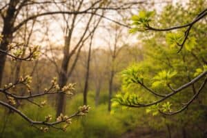 Tree branches with fresh green leaves and buds.